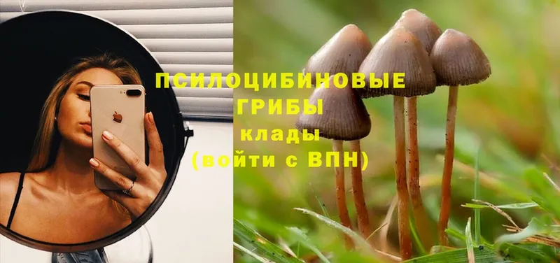 Галлюциногенные грибы MAGIC MUSHROOMS  Кстово 